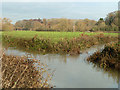 River Arun - confluence of branches in RH14 0EJ