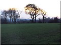Winter sunset near Gatmore Copse in SP5 1ES