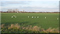 Swans in a field near Hook Wall in TN29 9TN