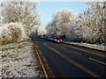 Frosted trees lining the A426 near Churchover in LE17 4HS
