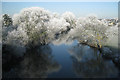 Hoar frost on trees by the Avon in CV34 6PX