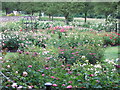 Ashton Court - the rose garden in June in BS41 9LX