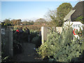 Choosing a Christmas tree, Norton Green in B93 8LL