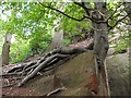 Beech tree clinging to the rock in SY4 1DB