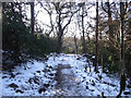 Winter in Spring Wood in ST8 7JH