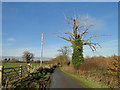 Dead tree covered in ivy in IP20 0PP