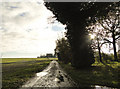 Englishes Lane looking towards Hill Farm in NR34 8JF