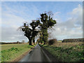 Tired old oak trees on the Thrigby to Mautby road in NR29 3EB
