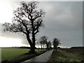 Oak trees silhouetted against a slate grey sky in NR29 3EB