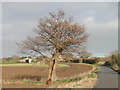 Oak tree seen better days in NR29 3HY