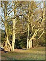 Trees in Muchall Park, Wolverhampton in WV4 5HS