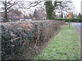 Hedge by Earlswood Road B93 in B93 8NP