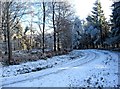 A snow-covered forestry road in the Wyre Forest in DY12 3AQ