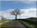 Sillhouetted oak tree beside the road at Peasenhall in IP17 2LW
