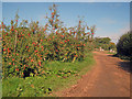 Apple orchard at Putley in HR8 2QJ