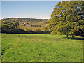 Lush meadow near Aylhill in HR8 2QJ