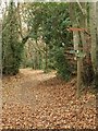 Footpath junction, Knowle Hill Plantations in EX9 6AH