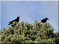 Rooks on a pine tree in Heveningham