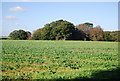 Woodland across Sugar beet in TN31 6RJ
