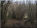 Footpath/track junction on the byway in Stony Lane Wood in CT15 7HN