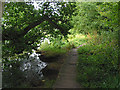 Path in National Trust wood along bank of Curbridge tributary of River Hamble in Curbridge (Winchester)