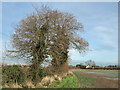 Trees and farmland off Black Horse Road, Clenchwarton in PE34 4DY