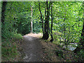 Woodland path along length of National Trust Hamble reserve in Curbridge (Winchester)