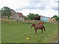 Horses at Suffield Farm in YO13 0BJ