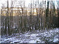 Snowy wood in SA44 4RS