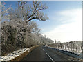 Hoar frost in the trees at Kimberley, Norfolk in NR18 9QE