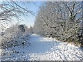 Leapgate Country Park in the snow in DY13 9NH
