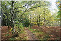 Sussex Border Path, Ketley Wood in TN5 7NJ