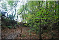 Sussex Border Path, birchen Wood in TN5 7HE