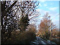 Trees, Bullock Road, Hay Green, Norfolk in Shepherds' Gate