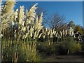 Pampas grass at the Hilton in NN4 0LY