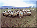 Sheep at Maerdy Farm in HR3 6BJ