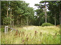 Old broken gate on overgrown woodland track near Pockley Grange in YO62 7TF