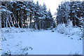 Snow covered path into Abernethy Forest in PH25 3DF