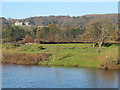 The River Tyne below Beaufront Castle in NE45 5QT