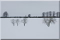 Trees in snowy fields west of Westmuir in DD8 5LX