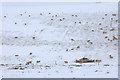 Sheep on a hillside, Kirkton of Kingoldrum in DD8 5EU