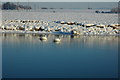 Swans on the frozen Avon in GL20 6FL