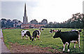 Bottesford: cows and church in NG13 0BB