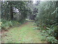 Track Through the Wood in DN22 8HW