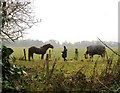 Feeding the horses, Osterley Park in TW7 5FG
