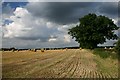 Harvest over at Fen Street in IP22 2RD
