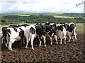 Dairy cows, Cefn-y-dre in SA65 9QS