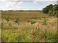 Young woodland, Chapel in ML2 9PN