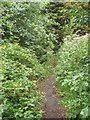 A narrow path in Bute Park, Cardiff in CF24 4JX