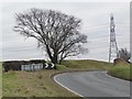 Tree at the bend in WF10 5ZH